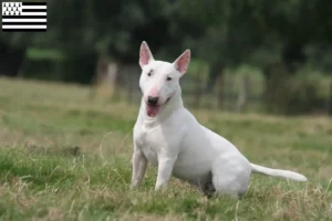 Lire la suite à propos de l’article Éleveurs de Bull Terrier et chiots en Bretagne