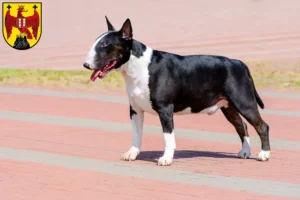 Lire la suite à propos de l’article Éleveurs de Bull Terrier et chiots dans le Burgenland