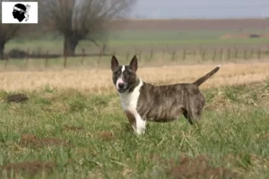 Lire la suite à propos de l’article Éleveurs de Bull Terriers et chiots en Corse