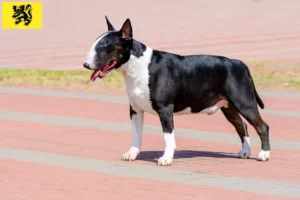 Lire la suite à propos de l’article Éleveurs de Bull Terriers et chiots en Flandre