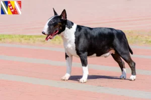 Lire la suite à propos de l’article Éleveurs de Bull Terrier et chiots en Grand Est