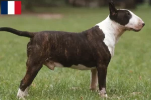 Lire la suite à propos de l’article Éleveurs de Bull Terrier et chiots en Guadeloupe