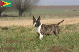 Lire la suite à propos de l’article Éleveurs de Bull Terrier et chiots en Guyane