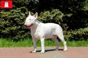 Lire la suite à propos de l’article Éleveurs de Bull Terrier et chiots à Hambourg