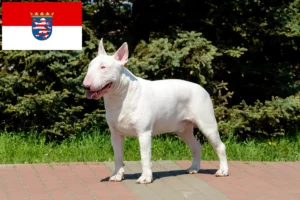 Lire la suite à propos de l’article Éleveurs de Bull Terriers et chiots en Hesse