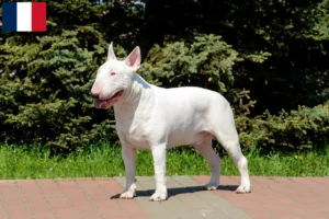 Lire la suite à propos de l’article Éleveurs de Bull Terrier et chiots à Mayotte