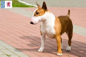 Lire la suite à propos de l’article Éleveurs de Bull Terrier et chiots en Nouvelle-Aquitaine