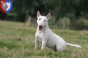 Lire la suite à propos de l’article Éleveurs de Bull Terrier et chiots en Pays de la Loire