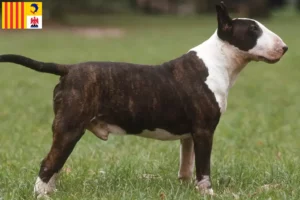 Lire la suite à propos de l’article Éleveurs de Bull Terrier et chiots en Provence-Alpes-Côte d’Azur