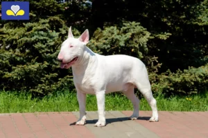 Lire la suite à propos de l’article Éleveurs de Bull Terriers et chiots en Région de Bruxelles-Capitale