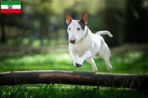 Lire la suite à propos de l’article Éleveurs de Bull Terrier et chiots en Rhénanie-du-Nord-Westphalie