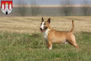 Lire la suite à propos de l’article Éleveurs de Bull Terriers et chiots à Salzbourg