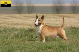 Lire la suite à propos de l’article Éleveurs de Bull Terrier et chiots en Saxe-Anhalt