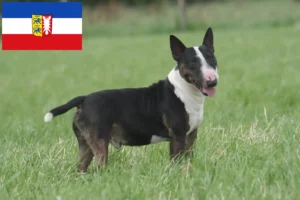 Lire la suite à propos de l’article Éleveurs de Bull Terriers et chiots dans le Schleswig-Holstein