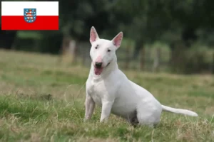 Lire la suite à propos de l’article Éleveurs de Bull Terrier et chiots en Thuringe