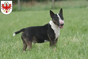 Lire la suite à propos de l’article Éleveurs de Bull Terrier et chiots au Tyrol