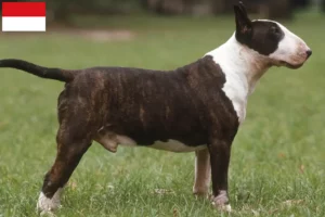 Lire la suite à propos de l’article Éleveurs de Bull Terriers et chiots à Vienne