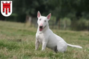 Lire la suite à propos de l’article Éleveurs de Bull Terriers et chiots dans le Vorarlberg