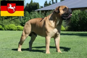 Lire la suite à propos de l’article Éleveurs de Bullmastiff et chiots en Basse-Saxe