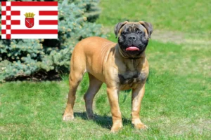 Lire la suite à propos de l’article Éleveurs de Bullmastiff et chiots à Brême