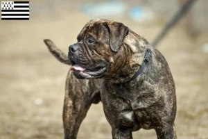 Lire la suite à propos de l’article Éleveurs de Bullmastiffs et chiots en Bretagne