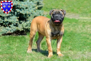 Lire la suite à propos de l’article Éleveurs de Bullmastiff et chiots en Centre-Val de Loire