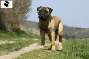 Lire la suite à propos de l’article Éleveurs de Bullmastiff et chiots en Corse