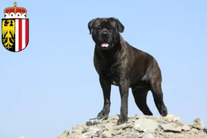 Lire la suite à propos de l’article Éleveurs de Bullmastiff et chiots en Haute-Autriche