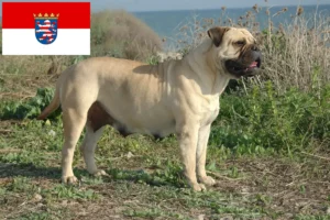 Lire la suite à propos de l’article Éleveurs de Bullmastiff et chiots en Hesse