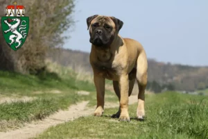 Lire la suite à propos de l’article Éleveurs de Bullmastiff et chiots en Styrie