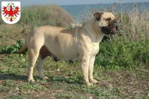 Lire la suite à propos de l’article Éleveurs de Bullmastiff et chiots au Tyrol