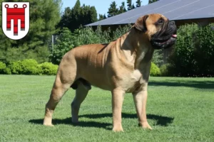 Lire la suite à propos de l’article Éleveurs de Bullmastiff et chiots dans le Vorarlberg