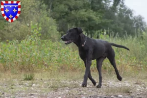 Lire la suite à propos de l’article Ca de Bestiar éleveurs et chiots en Centre-Val de Loire