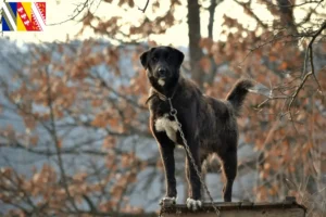 Lire la suite à propos de l’article Ca de Bestiar Éleveurs et chiots en Grand Est