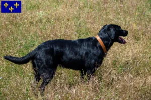 Lire la suite à propos de l’article Ca de Bestiar Éleveurs et chiots en Île-de-France