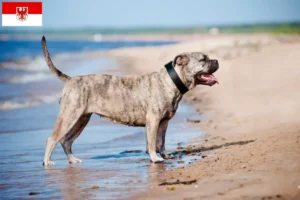 Lire la suite à propos de l’article Ca de Bou Éleveurs et chiots dans le Brandebourg