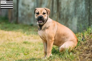 Lire la suite à propos de l’article Ca de Bou éleveurs et chiots en Bretagne