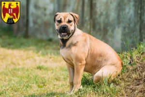 Lire la suite à propos de l’article Ca de Bou Éleveurs et chiots dans le Burgenland