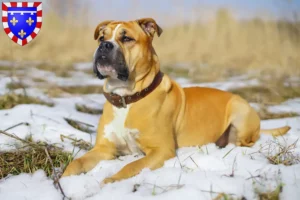 Lire la suite à propos de l’article Ca de Bou Éleveurs et chiots en Centre-Val de Loire