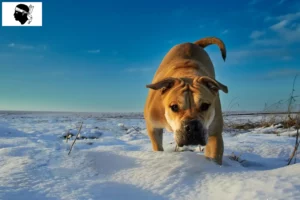 Lire la suite à propos de l’article Ca de Bou éleveurs et chiots en Corse