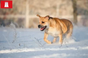 Lire la suite à propos de l’article Ca de Bou Éleveurs et chiots à Hambourg