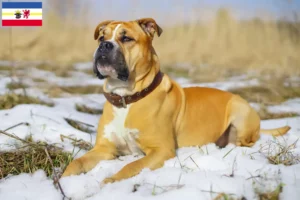 Lire la suite à propos de l’article Ca de Bou Éleveurs et chiots dans le Mecklembourg-Poméranie occidentale