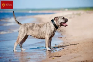 Lire la suite à propos de l’article Ca de Bou éleveurs et chiots en Occitanie