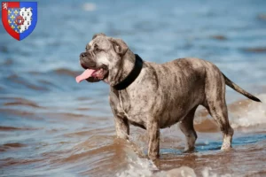 Lire la suite à propos de l’article Ca de Bou Éleveurs et chiots en Pays de la Loire