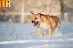 Lire la suite à propos de l’article Ca de Bou éleveurs et chiots en Provence-Alpes-Côte d’Azur