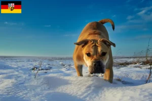 Lire la suite à propos de l’article Ca de Bou Éleveurs et chiots en Sarre