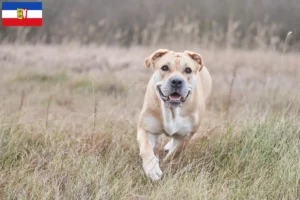 Lire la suite à propos de l’article Ca de Bou Éleveurs et chiots dans le Schleswig-Holstein