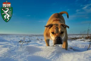 Lire la suite à propos de l’article Ca de Bou éleveurs et chiots en Styrie