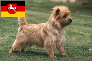 Lire la suite à propos de l’article Éleveurs de Cairns Terriers et chiots en Basse-Saxe