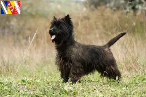 Lire la suite à propos de l’article Éleveurs de Cairn Terriers et Chiots en Grand Est